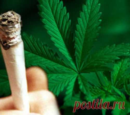 СМИ: Через пять лет марихуану легализуют 18 штатов США - МирТесен