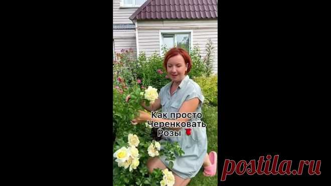 Черенкование роз, простой Бабушкин способ Результат в конце видео.