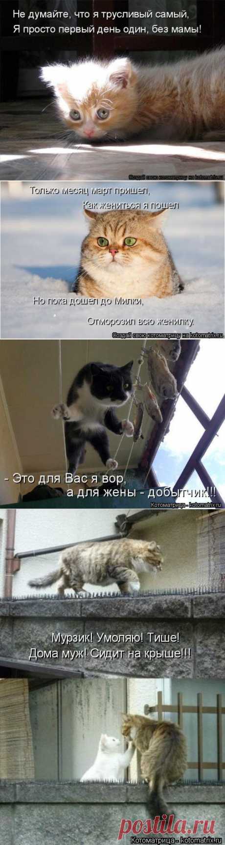 Котоматрица: Круть