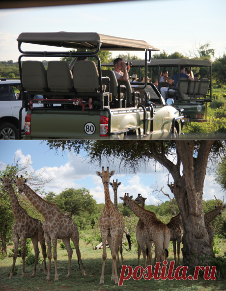 Пять советов тем, кто собирается на африканское сафари