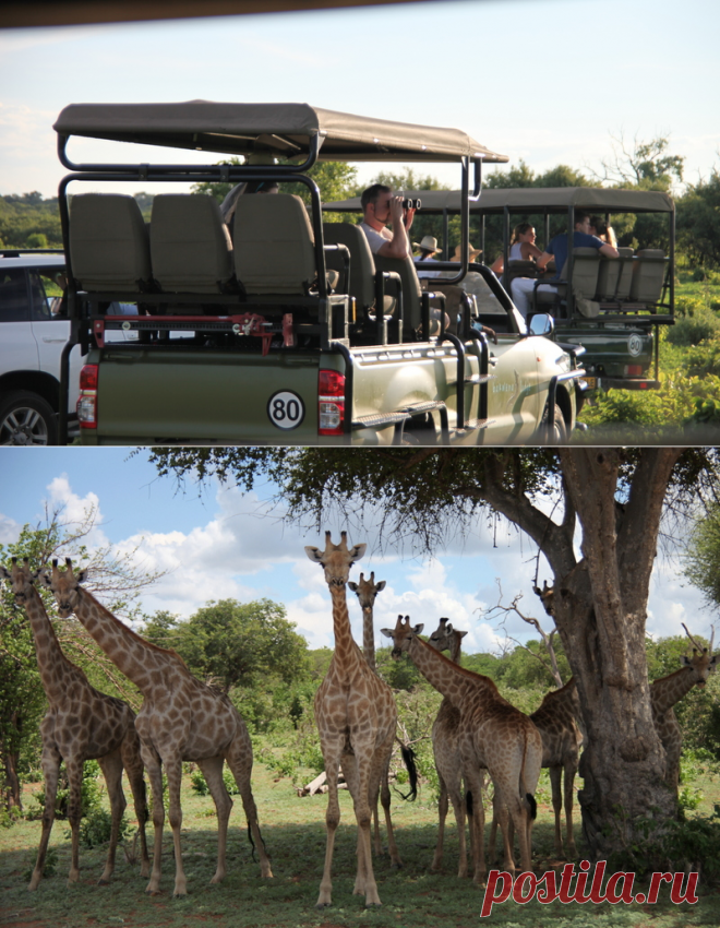 Пять советов тем, кто собирается на африканское сафари