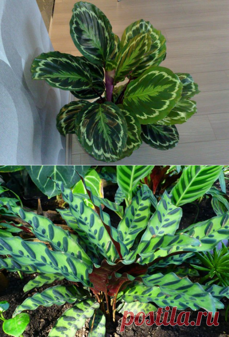 Калатея. Уход в домашних условиях. Пересадка и размножение - Комнатные растения и садовые цветы