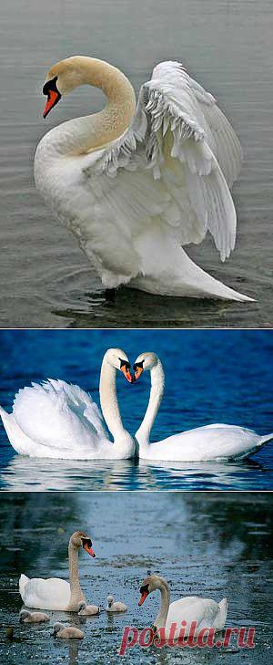 лебеди, лебединая песня, верность лебедей | Животные