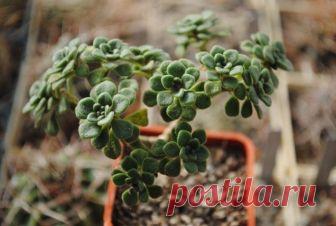 Как вырастить дерево любви в домашних условиях Аихризон дословно переводится как «вечно золотой», хотя в народе это растение называют «деревом любви». Цветок очень похож на одну из разновидностей толстянки – «денежное дерево», хотя сам включает бо...