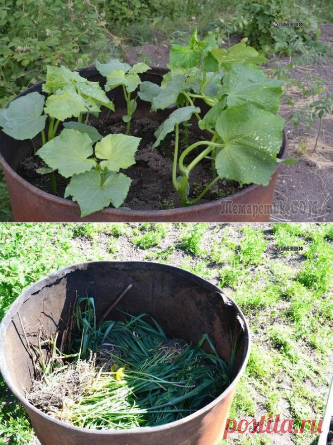 Как сделать парник в бочке своими руками