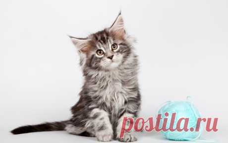 Новые фотографии котята.
