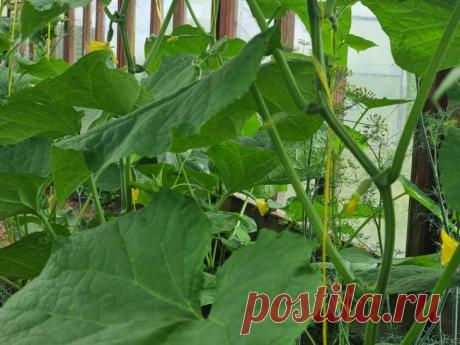 Посадите эти растения рядом с огурцами: урожай вас удивит. Огородники давно заметили, что соседство с определёнными растениями способно изменить весь сезон.