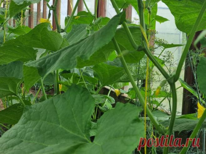 Посадите эти растения рядом с огурцами: урожай вас удивит. Огородники давно заметили, что соседство с определёнными растениями способно изменить весь сезон.