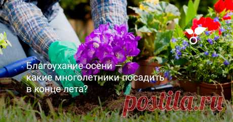 Благоухание осени — какие многолетники посадить в конце лета? Конец августа – отличное время для посадки множества многолетников. Сделайте небольшое предварительное планирование, чтобы изучить уровень освещенности и качество почвы, а затем выберите растения, которые будут хорошо себя чувствовать в ваших условиях. Предлагаем список многолетников, которые стоит посадить в конце лета и начале осени.