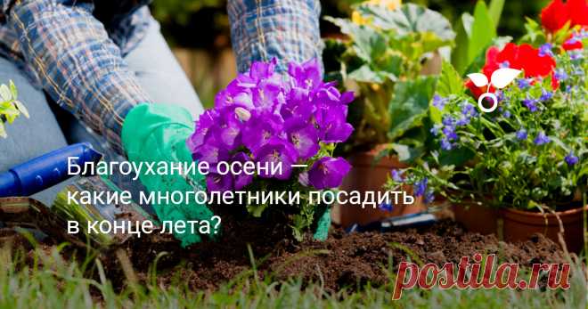 Благоухание осени — какие многолетники посадить в конце лета? Конец августа – отличное время для посадки множества многолетников. Сделайте небольшое предварительное планирование, чтобы изучить уровень освещенности и качество почвы, а затем выберите растения, которые будут хорошо себя чувствовать в ваших условиях. Предлагаем список многолетников, которые стоит посадить в конце лета и начале осени.