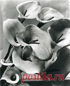 Первые ретро фотографии цветов Imogen Cunningham | Интересные Картинки. Фотографии, обои на рабочий стол, рисунки и графика