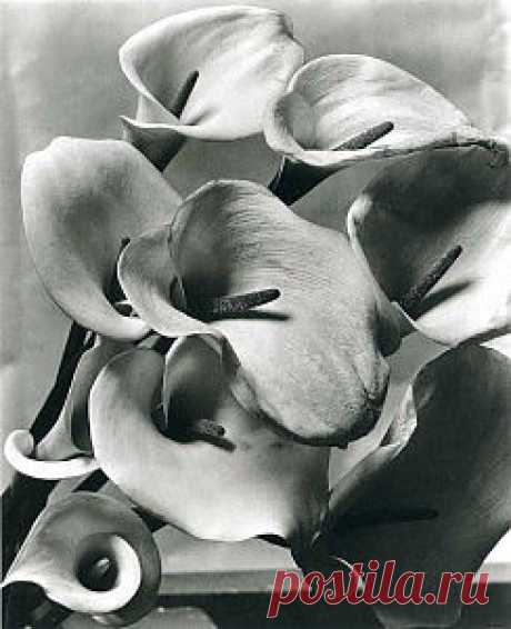 Первые ретро фотографии цветов Imogen Cunningham | Интересные Картинки. Фотографии, обои на рабочий стол, рисунки и графика