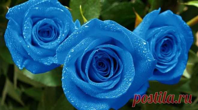 РОЗЫ-BLUE OCEAN