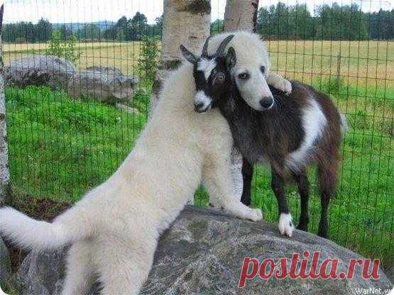 Любовь зла… )