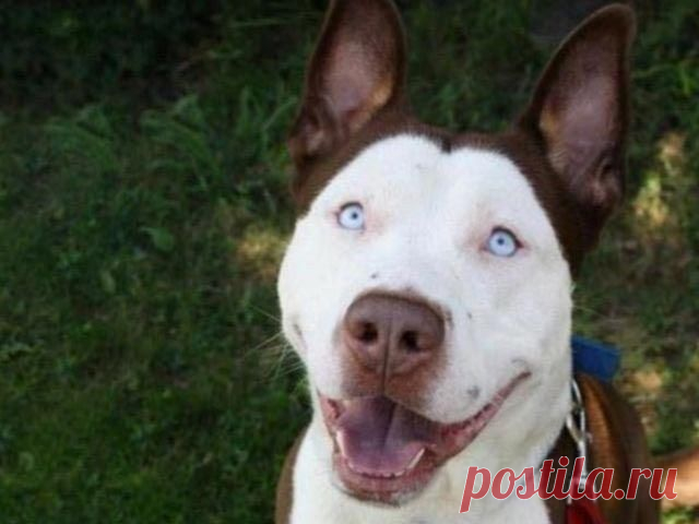 10 гибридов собак, полученных в результате сумасшедших скрещиваний / Питомцы