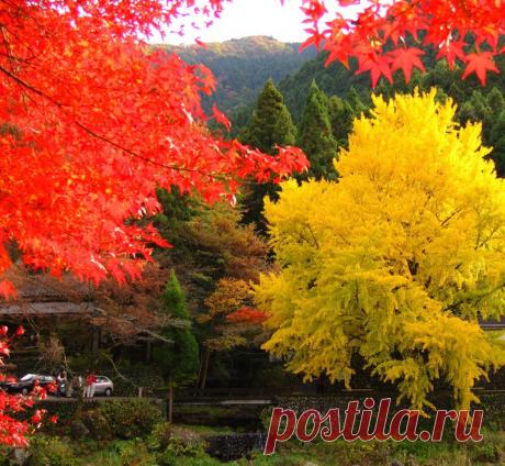 Знаменитым деревом японской осени считается клен (по-японски - момидзи),...Важное событие в жизни японцев - любование осенними красными клёнами ...