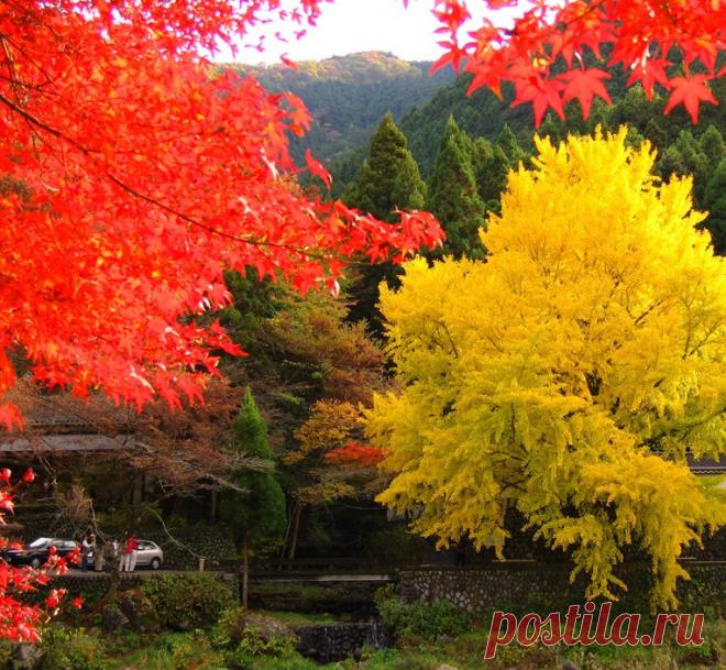 Знаменитым деревом японской осени считается клен (по-японски - момидзи),...Важное событие в жизни японцев - любование осенними красными клёнами ...