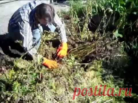 Нестандартные и эффективные методы выращивания картофеля