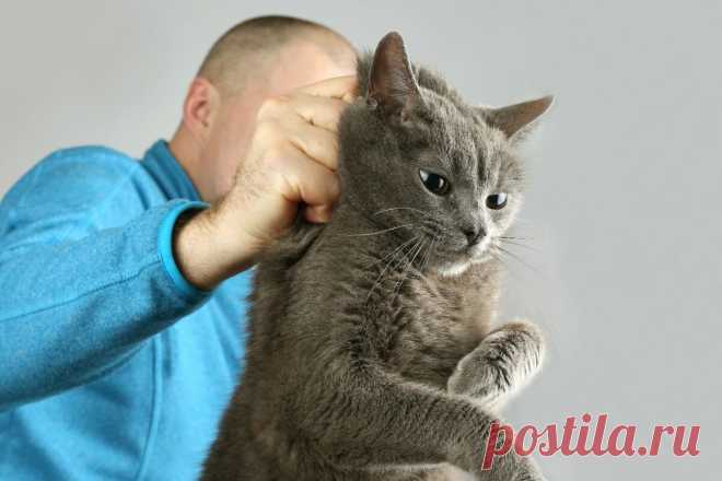 Вот почему вы никогда не должны наказывать кошку за плохое поведение? | ikoshkiru - Мир кошек | Дзен