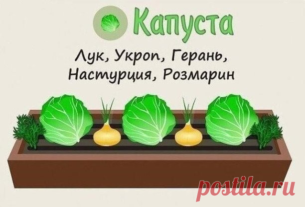 Совместимость растений на грядке