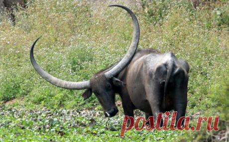 Лучшие фотографии животных прошедшей недели — Фотоискусство