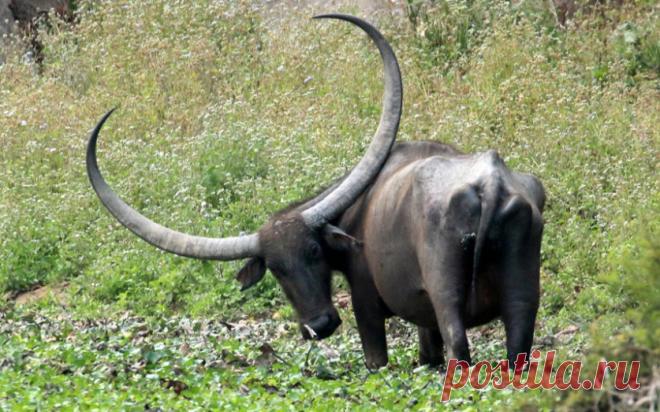 Лучшие фотографии животных прошедшей недели — Фотоискусство