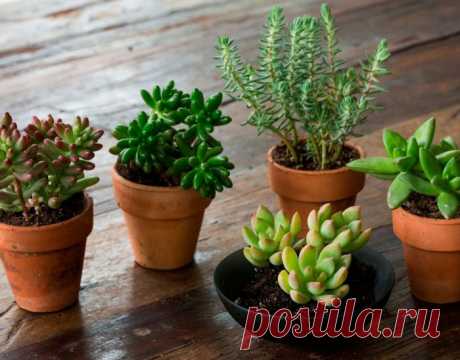 Седум - Суккулентное растение седум (Sedum) является представителем семейства Толстянковые. Данный род объединяет около 600 видов, представленных низкими полукустарниками, суккулентами, а также травянистыми растениями, которые могут быть многолетниками, одно- и двулетниками. В... Read more »