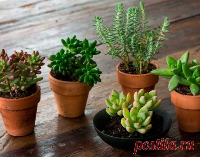 Седум - Суккулентное растение седум (Sedum) является представителем семейства Толстянковые. Данный род объединяет около 600 видов, представленных низкими полукустарниками, суккулентами, а также травянистыми растениями, которые могут быть многолетниками, одно- и двулетниками. В... Read more »