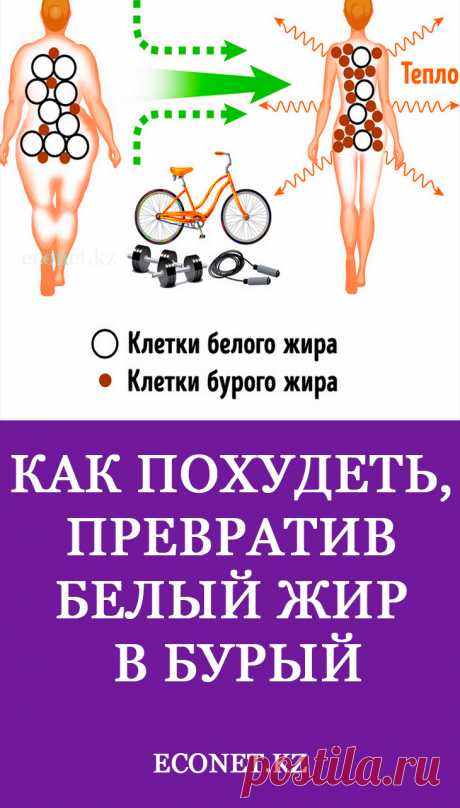 Как похудеть, превратив белый жир в бурый

В организме есть два вида жировой ткани: это белый жир и бурый жир. Белый жир накапливает энергию в виде триглицеридов, имеет защитные функции и помогает противостоять инфекциям. Накапливается в области талии и бёдер. Бурого жира в организме меньше. Через регуляцию теплообмена он производит в 5 раз больше энергии, чем белый жир. Локализуется бурый жир в шейной, подключичной зонах и н