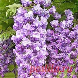 Glycine du Japon 'Violacea Plena' - Plantes et Jardins