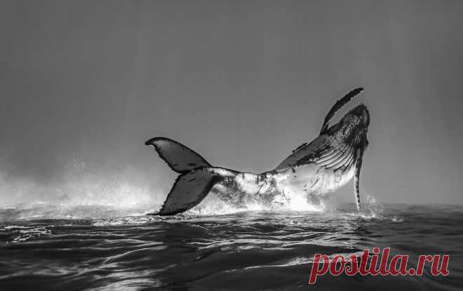 27 редких морских фото, где фотограф поймал удивительный момент | Российское фото | Яндекс Дзен