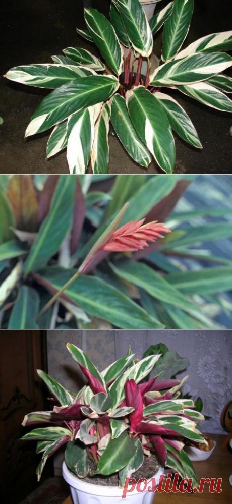 Ктенанта — особенности ухода в домашних условиях