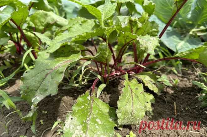 Как обычная соль может спасти ваш урожай свеклы: полив, который творит чудеса. Этот корнеплод, в отличие от многих других культур, удивительно хорошо реагирует на солёный полив.