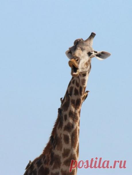 Комедийные снимки