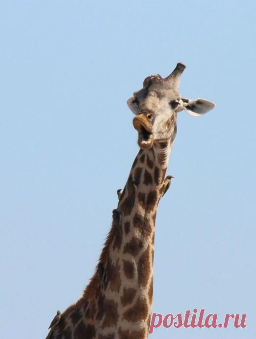 Комедийные снимки