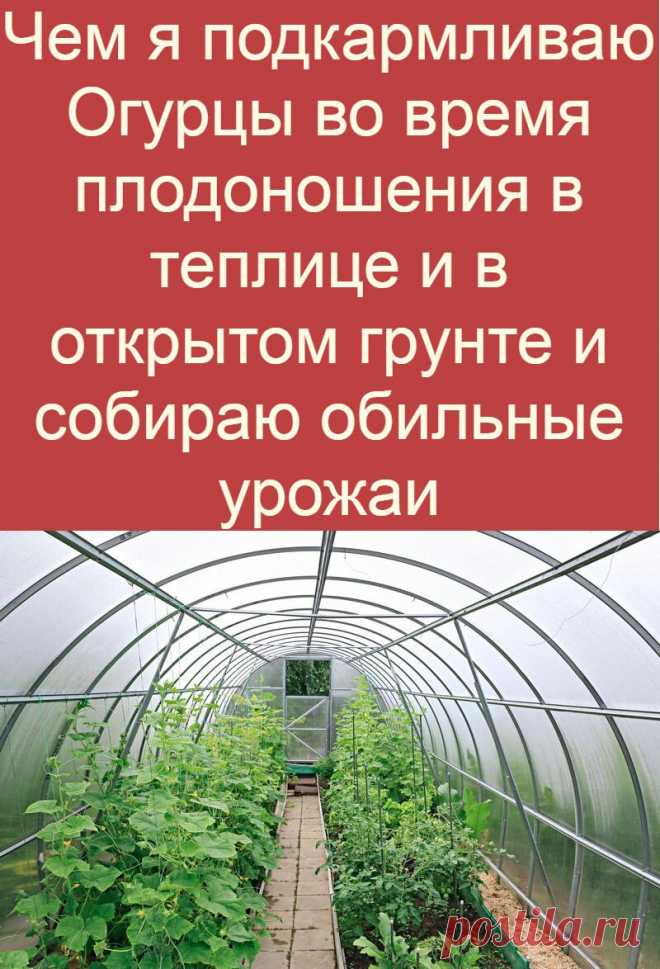 Чем я подкармливаю Огурцы во время плодоношения в теплице и в открытом грунте и собираю обильные урожаи