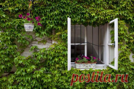 Способ не пускать насекомых в дом при открытых настежь окнах К нам наконец-то пришло настоящее лето, и большинство людей держит дома окна нараспашку, чтобы свежий воздух мог свободно проникать в жилище. С целью недопущения в дом надоедливых насекомых (мух, ос, ...