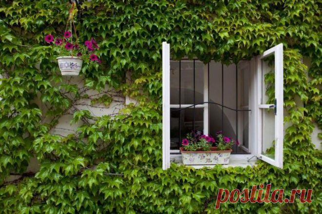 Способ не пускать насекомых в дом при открытых настежь окнах К нам наконец-то пришло настоящее лето, и большинство людей держит дома окна нараспашку, чтобы свежий воздух мог свободно проникать в жилище. С целью недопущения в дом надоедливых насекомых (мух, ос, ...