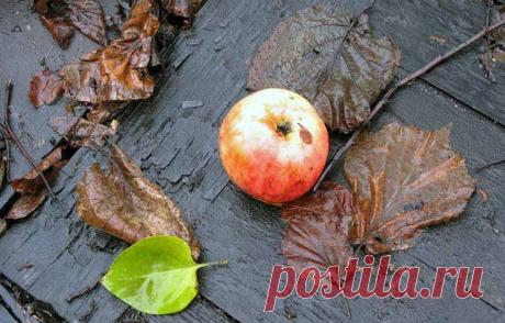 Лунный календарь цветовода на ноябрь 2016