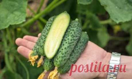 Огурцы – наше летнее все! Сажаем урожайные скороспелые гибриды