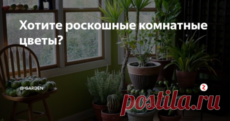 Хотите роскошные комнатные цветы? Я дам пару советов, как приготовить натуральные "народные" подкормки, без которых цветы будут слабыми и безжизненными. Все рецепты экологически чистые без химикатов.