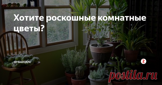 Хотите роскошные комнатные цветы? Я дам пару советов, как приготовить натуральные 