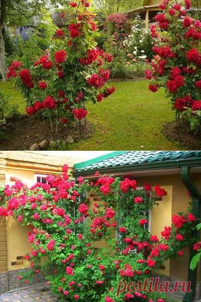 5 ОШИБОК В ВЫРАЩИВАНИИ РОЗ НА ДАЧЕ: