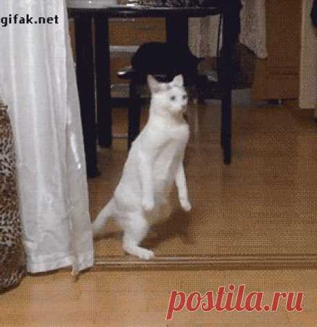 Немного угарных гифок