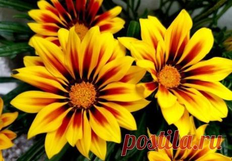 Уход за гацанией в саду | Журнал "JK" Джей Кей