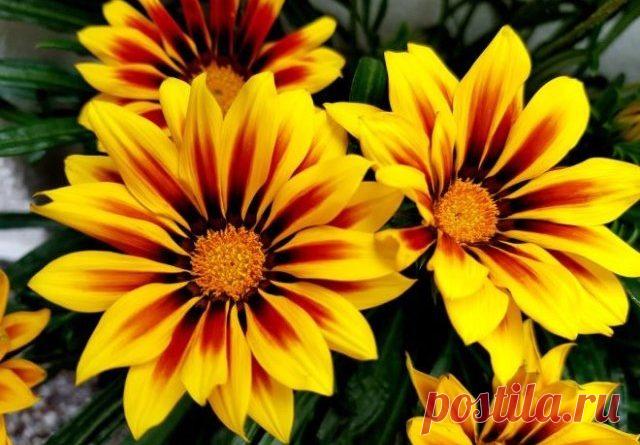 Уход за гацанией в саду | Журнал 