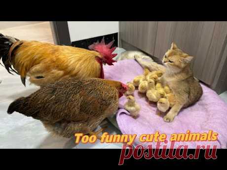 Петух и курица в замешательстве! Котенок отводит цыплят спать к маме-кошке. Смешно и мило
