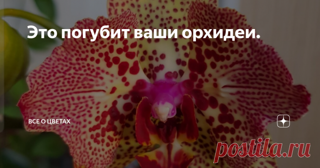 Это погубит ваши орхидеи.