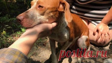 ВСЮ ЖИЗНЬ НА ПРИВЯЗИ, В СЛЕЗАХ… ЕЕ ИСПОЛЬЗОВАЛИ КАК СРЕДСТВО ДЛЯ ЗАРАБОТКА ДЕНЕГ — Лап-Ушки.com — любимые животные