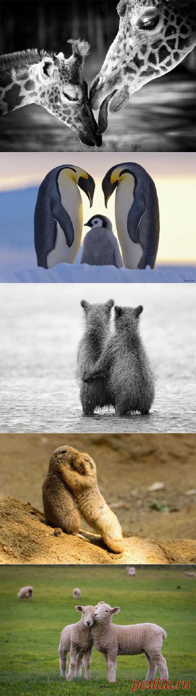 Влюбленные животные и птицы | Фотография | Фотография